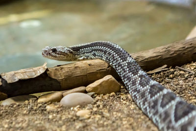 Close-up of lizard on rock