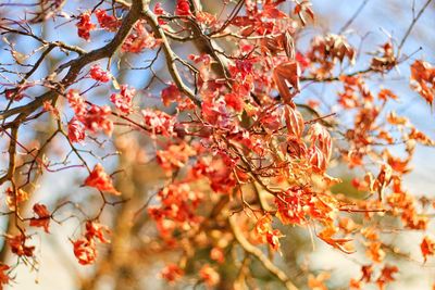 Low angle view of cherry blossom on tree