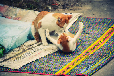 Cat lying on carpet at home