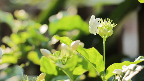 Close-up of white flowering plant