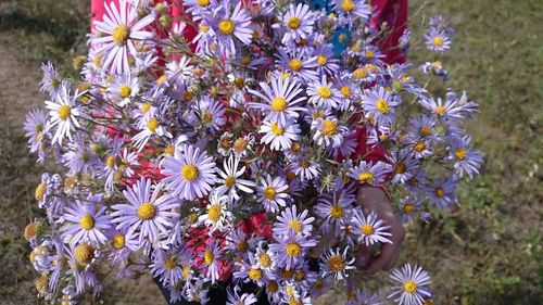 Close-up of flowers blooming on tree