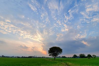 Scenic view of paddy field against sky during sunset