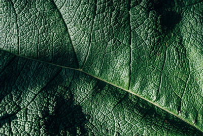 Full frame shot of leaf