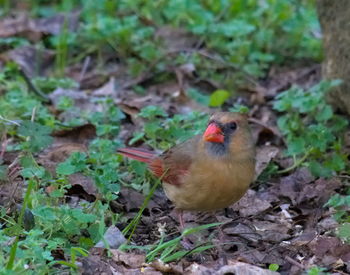 High angle view of bird perching on field