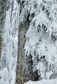 View of snow covered landscape
