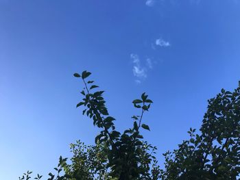 Low angle view of trees against clear blue sky