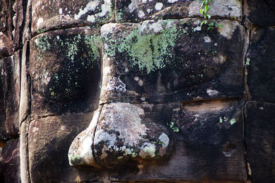 Close-up of lichen on tree trunk