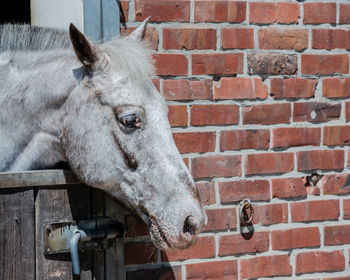 Close-up of horse in stable