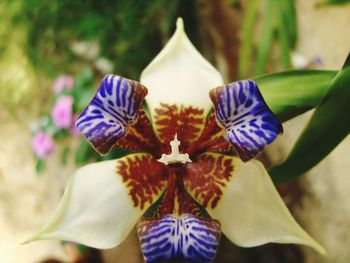 Close-up of purple flower