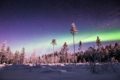 Trees on field against sky at night