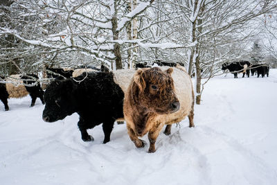 Horse standing on snow covered field