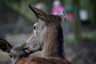 Close-up of deer