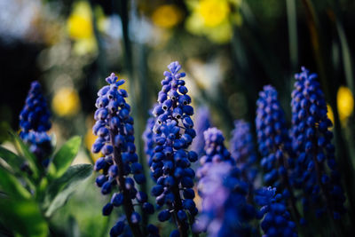 Close-up of purple flowers