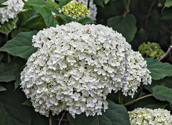 Close-up of white hydrangea flowers