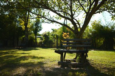 Empty bench in park