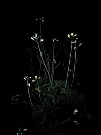 Close-up of plant on field against black background