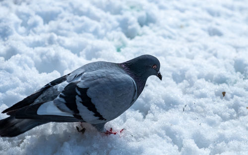 Close-up of a bird on snow covered landscape