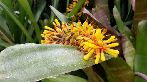 Close-up of yellow flowering plant