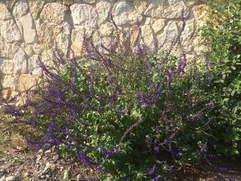 Close-up of purple flowering plant