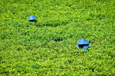 High angle view of plants on field