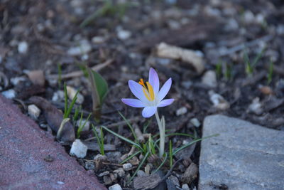 Close-up of crocus blooming on field
