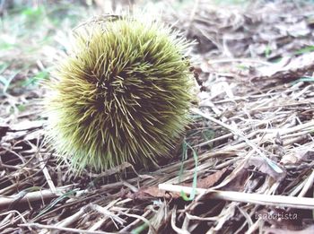 Close-up of spiked on field