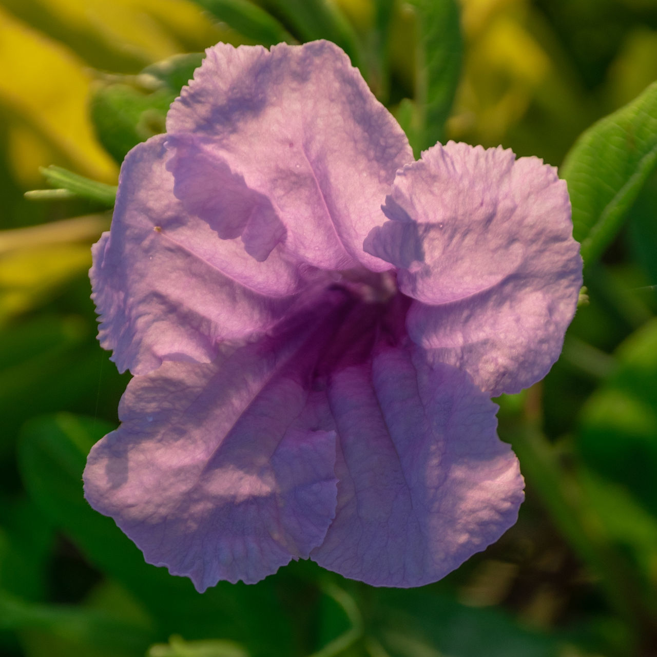 CLOSE-UP OF PURPLE FLOWER PLANT