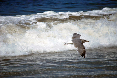 Seagull flying over sea