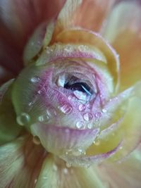 Close-up of water drops on yellow flower