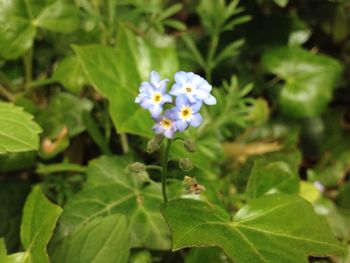 Close-up of flowers