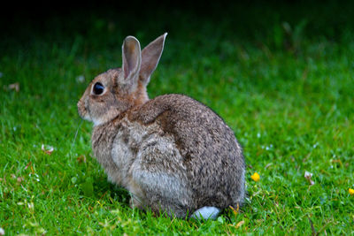 Close-up of squirrel on field