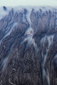 High angle view of seaweed at beach