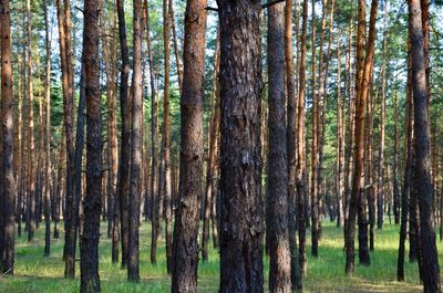 Pine trees in forest