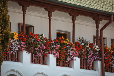 Flower plants against built structure