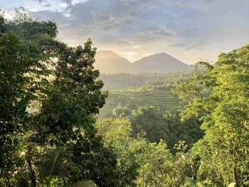 Scenic view of trees and mountains against sky