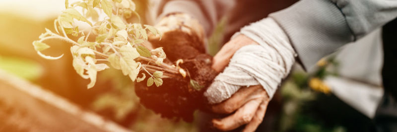 Female hands senior woman planting seedlings sprouts vegetable plant tomatoes in soil in a garden