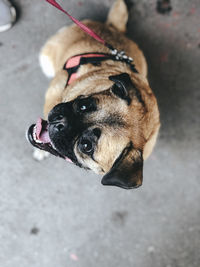 High angle view of dog looking away