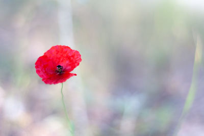 Close-up of red poppy flower