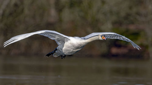 Seagull flying over lake