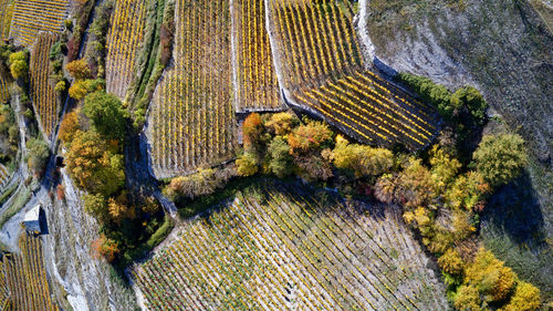 High angle view of trees growing on rock