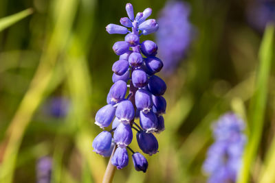 Close-up of purple buds on plants