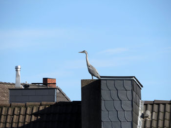 Heron on rooftop