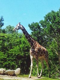 Low angle view of giraffe