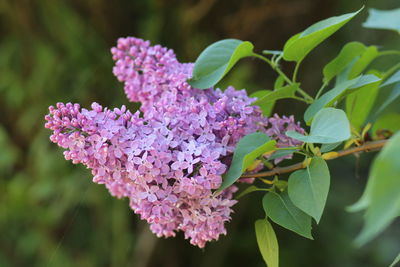 Close-up of pink flowering plant