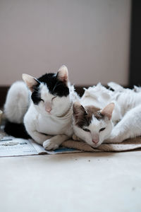 Close-up of cat lying on floor