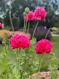 Close-up of pink flowering plants