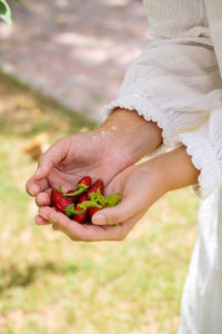 Woman hands holding red chili peppers in the garden