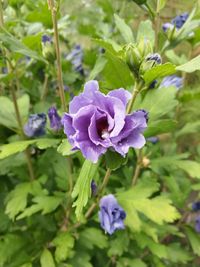 Close-up of purple flowering plant