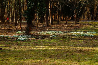 Trees in forest