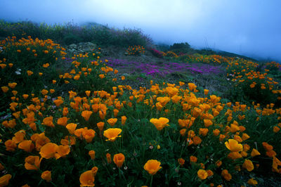 Yellow flowers blooming in field